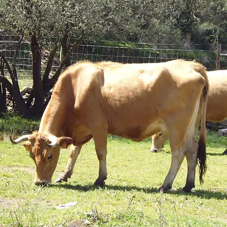 Летний дом Quinta Do Favacal - Agro-turismo - Serra Da Estrela