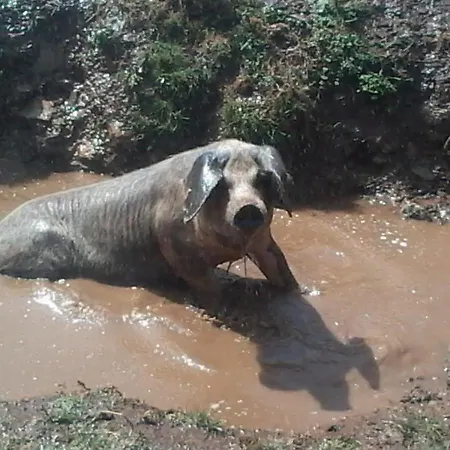 Quinta Do Favacal - - Serra Da Estrela Casegas