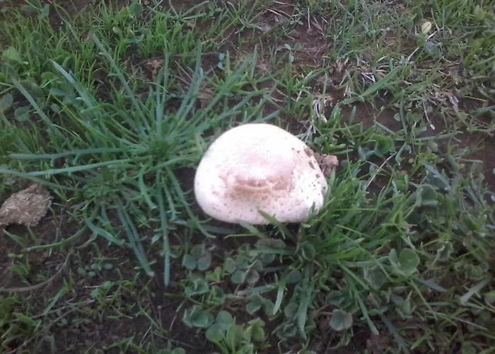 Quinta Do Favacal - - Serra Da Estrela בית כפרי *